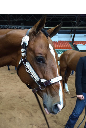 Picture of horse